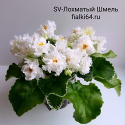 SV-Лохматый Шмель